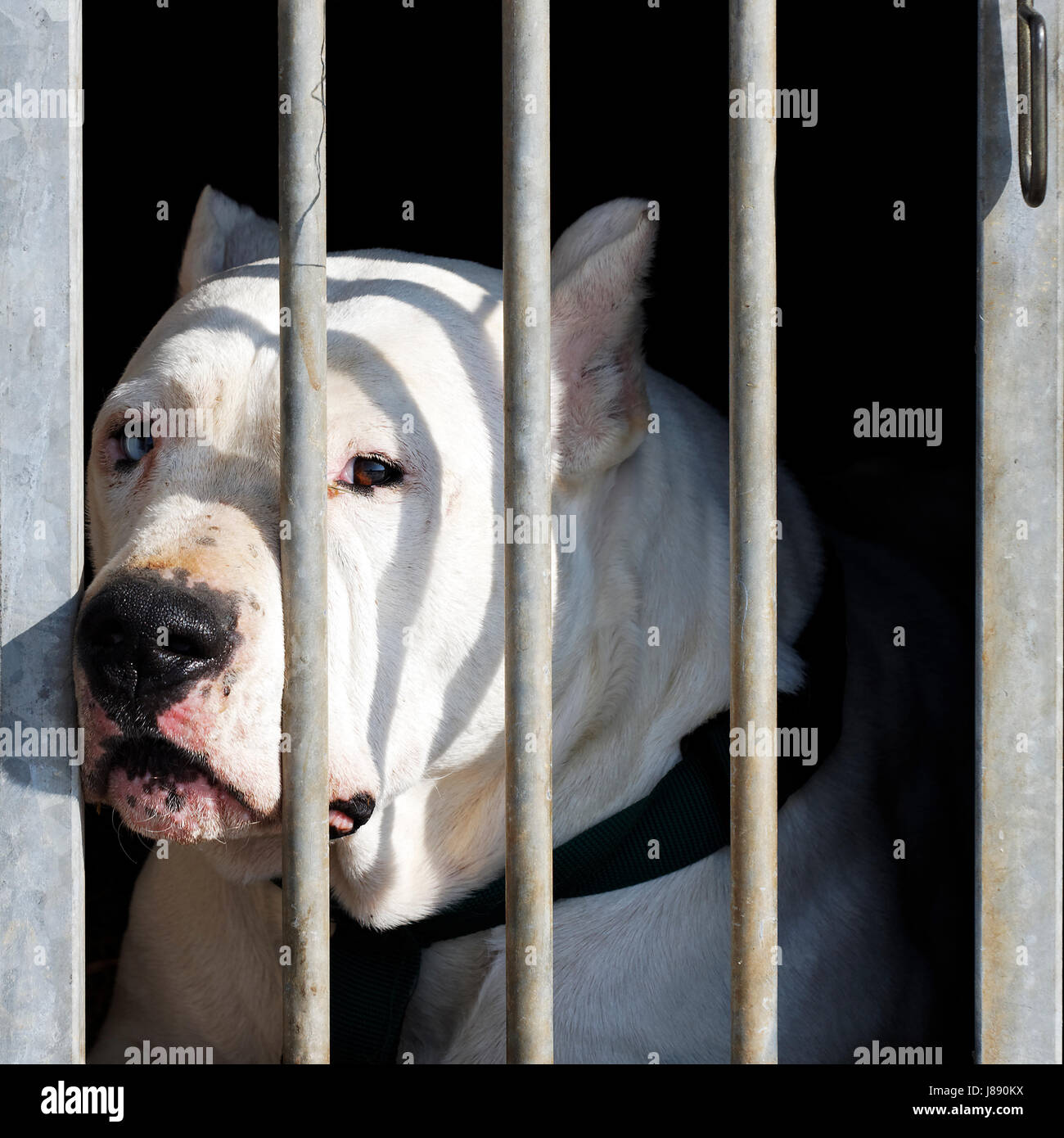 Pet Risks Wallpaper danger, risk, dog, dangerous, wait, waiting, belief, animal, pet ...