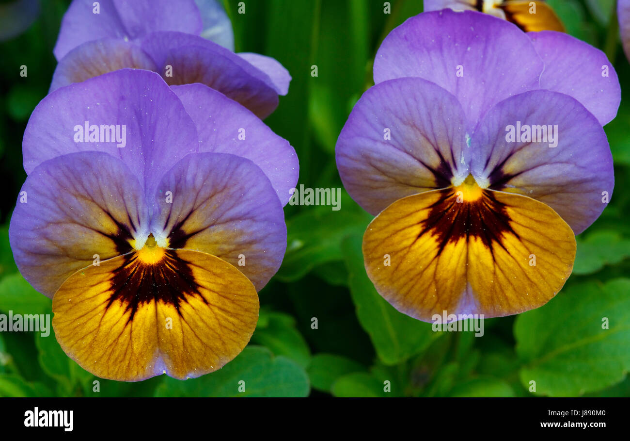 pansies - violet - viola Stock Photo