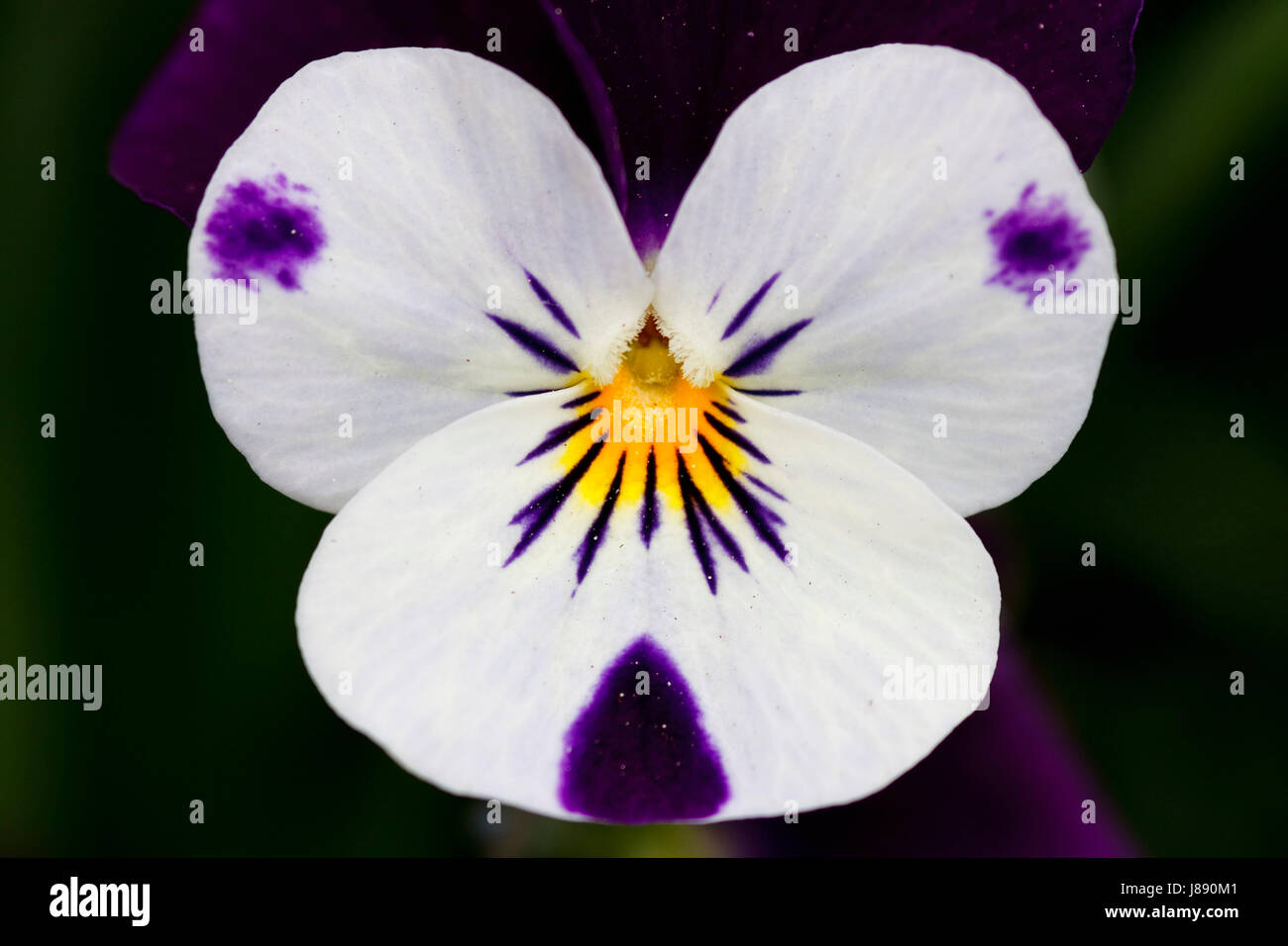 pansies - violet - viola Stock Photo