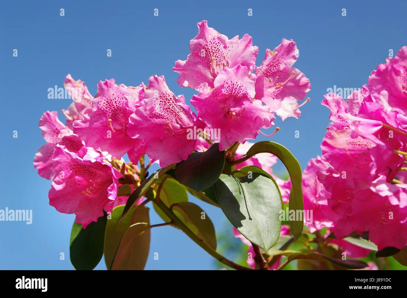 detail, garden, blossoms, rhododendron, gardens, bleed, design, shaping, Stock Photo