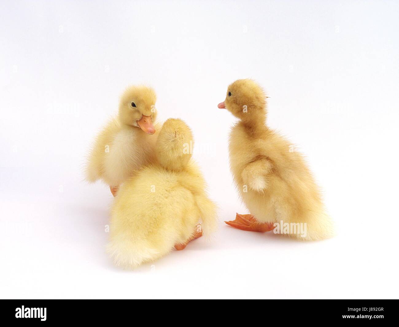 newly hatched ducks cute kids Stock Photo