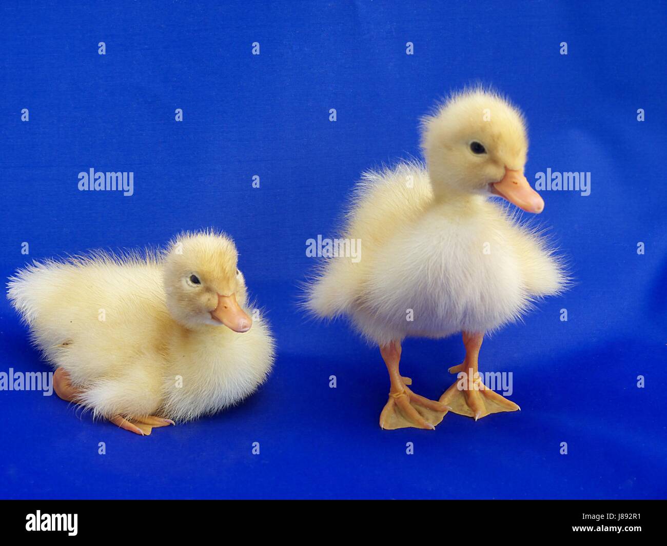 newly hatched ducks cute kids Stock Photo