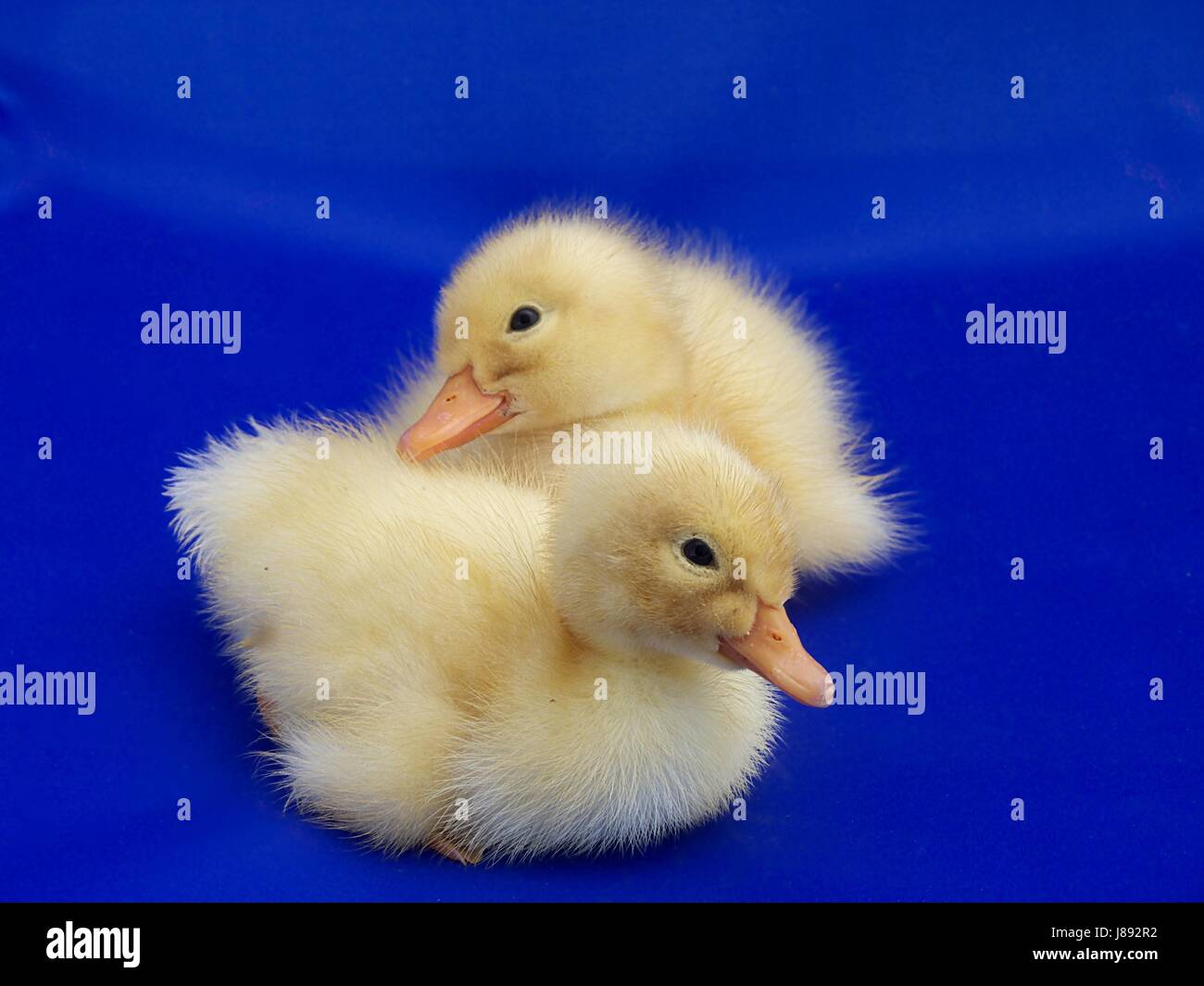 newly hatched ducks cute kids Stock Photo