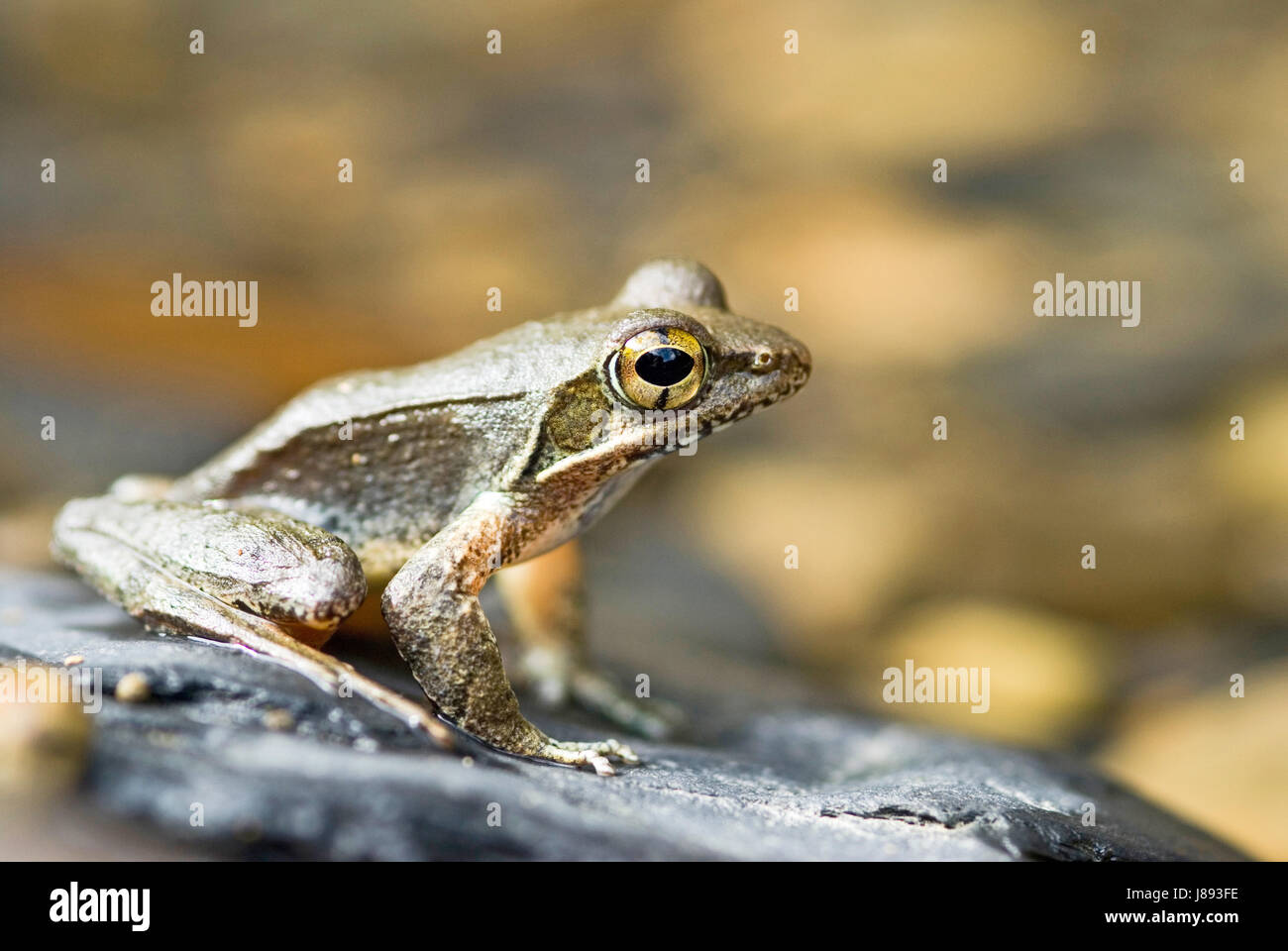wait, waiting, isolated, colour, stone, animal, amphibian, green, fauna ...