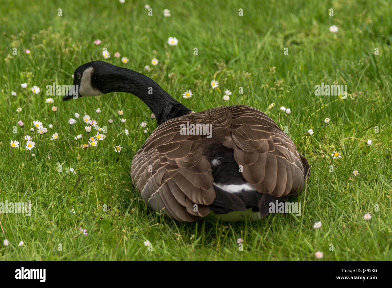 English goose hires stock photography and images Alamy