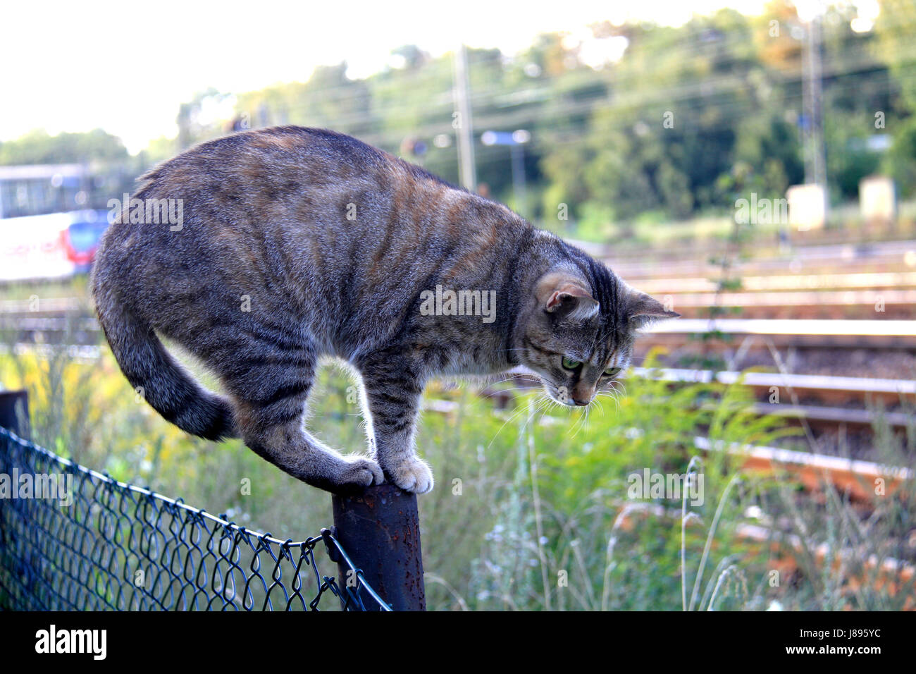balancing cat on a fence Stock Photo