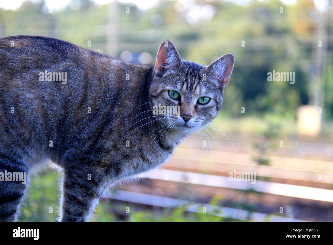 balance, pole, fence, fence in, fencing, wire netting, post, pussycat, cat, Stock Photo