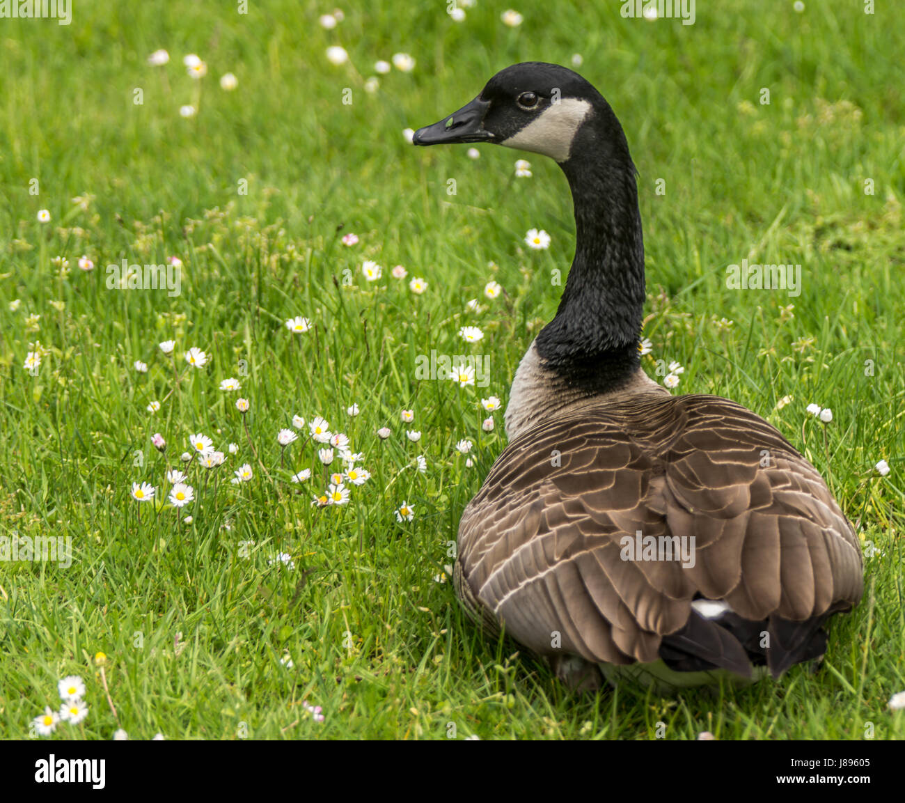 An adult Canada Goose eating some grass and flowers. Stock Photo