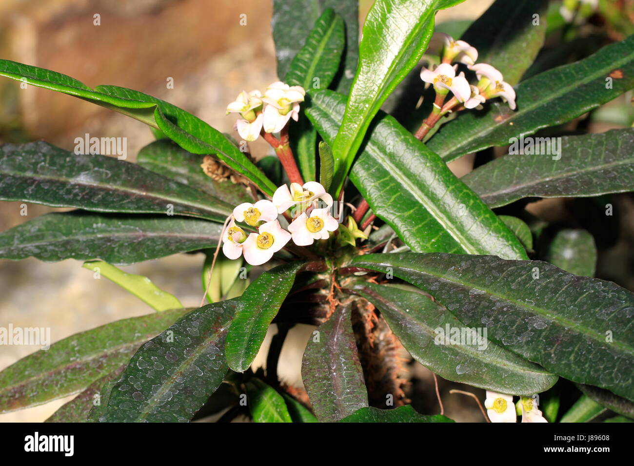 euphorbia lophogona in closeup Stock Photo