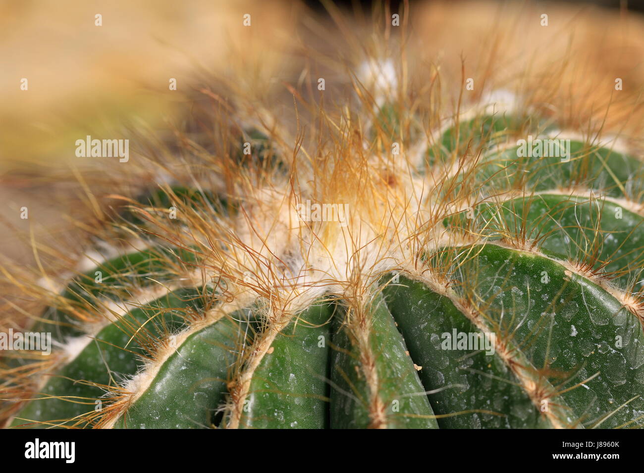 notocactus magnificus in closeup Stock Photo