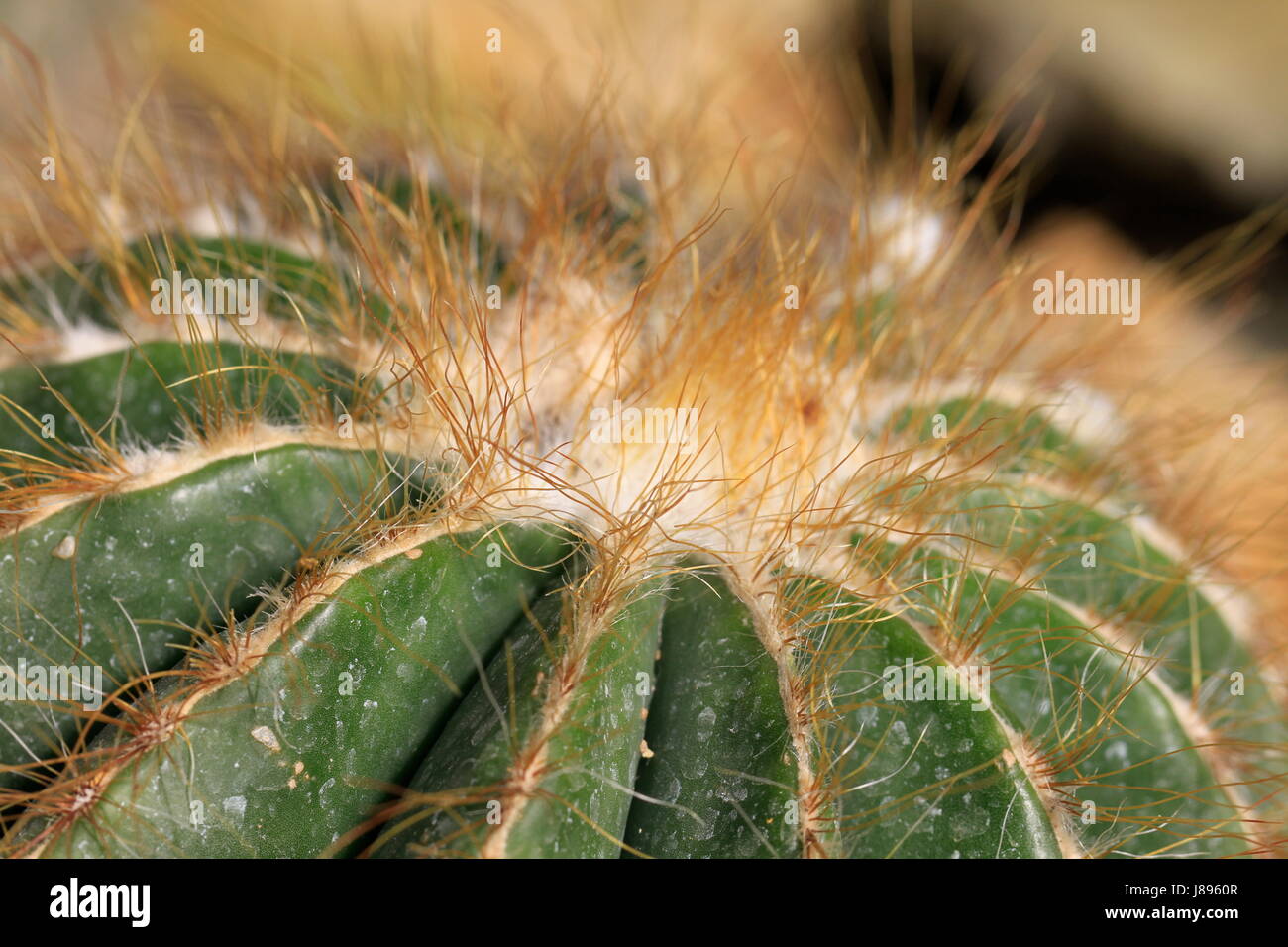 notocactus magnificus in closeup Stock Photo
