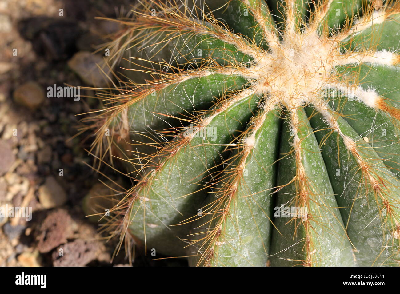 green, thorns, cacti, cactus, sting, thorn, macro, close-up, macro admission, Stock Photo