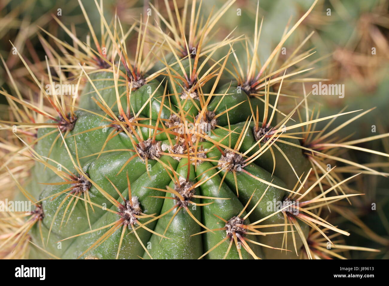 green, thorns, cacti, cactus, sting, thorn, macro, close-up, macro ...