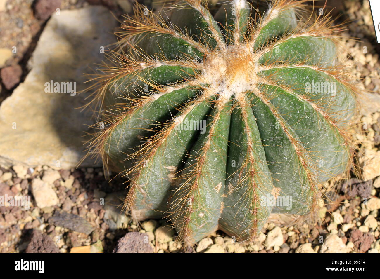 notocactus magnificus in close Stock Photo