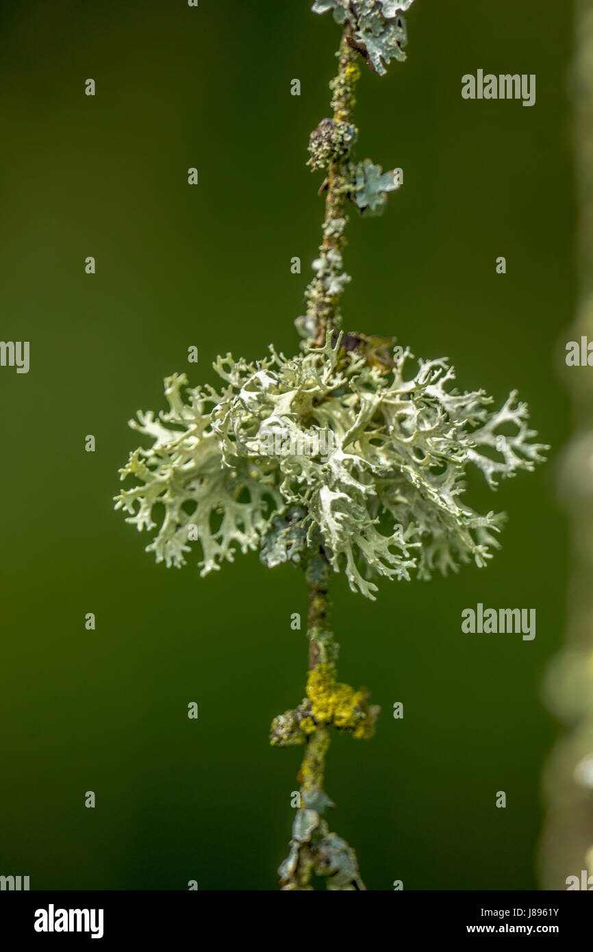 Oakmoss lichen growing on a Tamarack tree Stock Photo