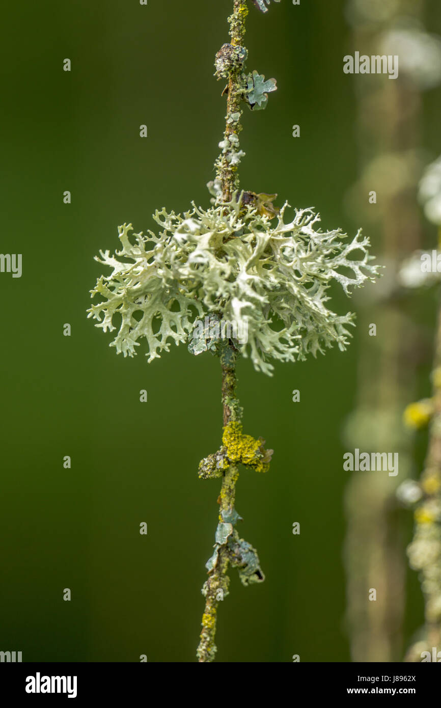 Oakmoss lichen growing on a Tamarack tree Stock Photo