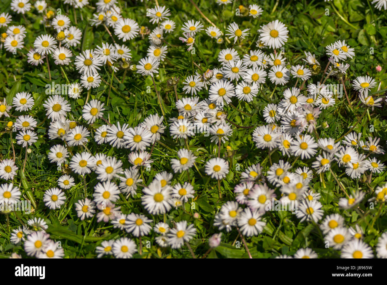 Invasive lawn weed hires stock photography and images Alamy