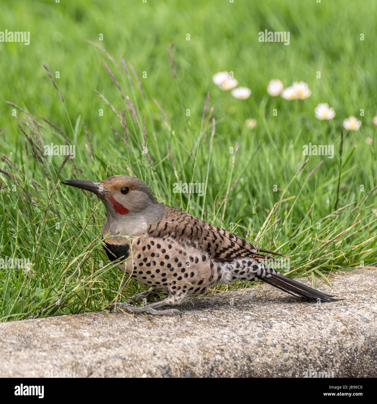 A male Northern Flicker looking for grubs at Stanley Park. Stock Photo