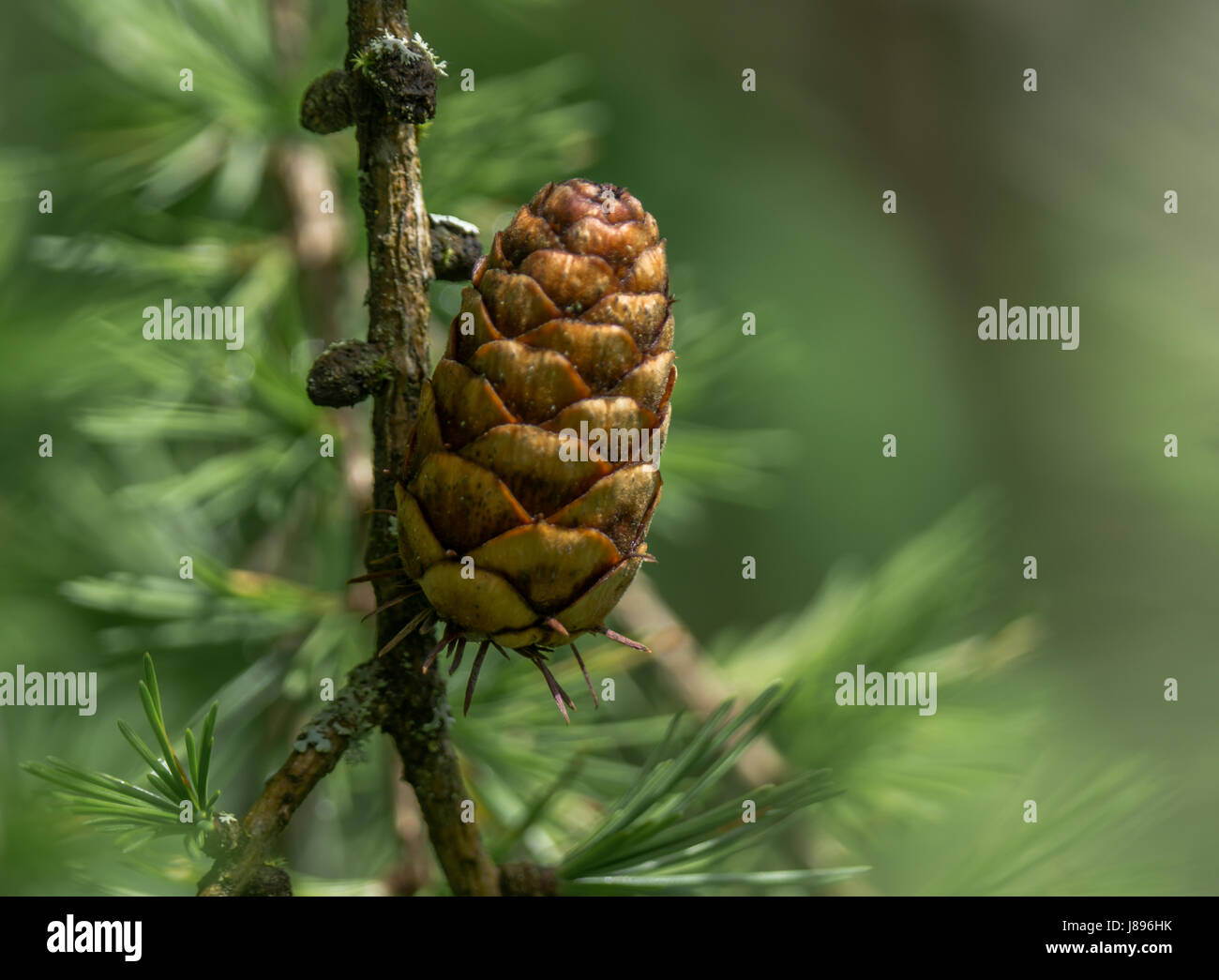 A string of mature seedcones of the Western Larch, or Western Tamarack tree.  Near Lost Lagoon at Stanley Park. Stock Photo