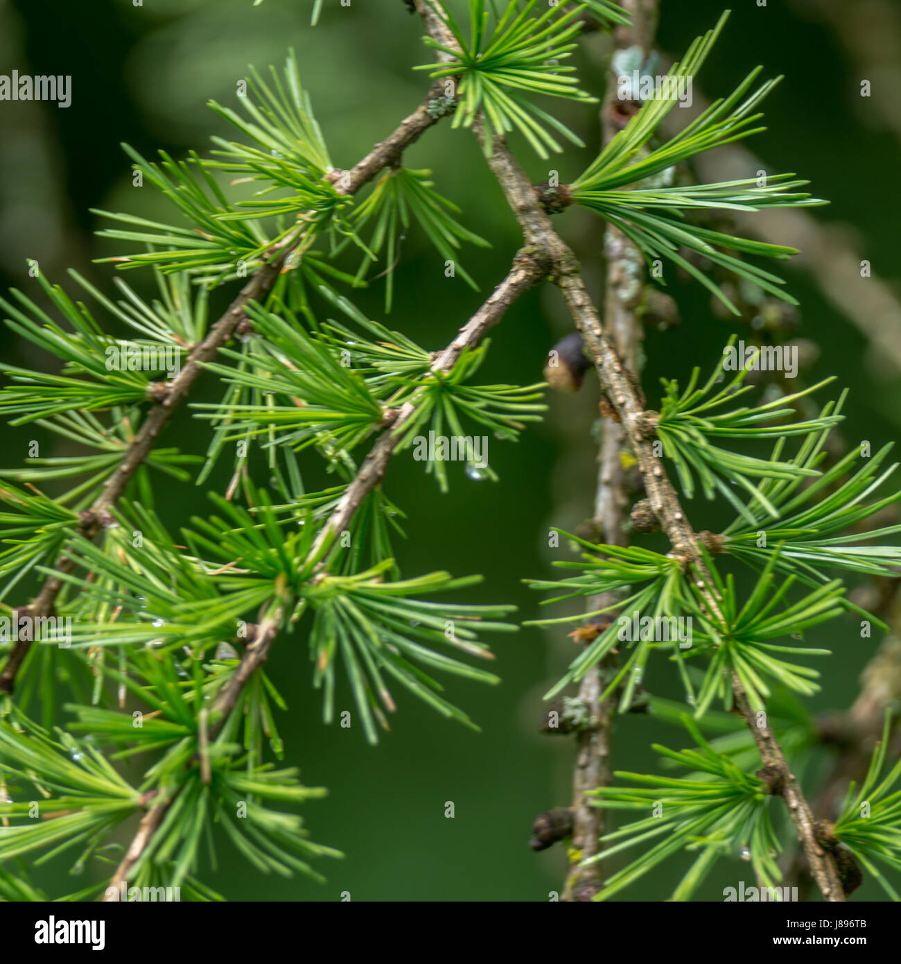 Western Larch Needles in Vancouver Stock Photo