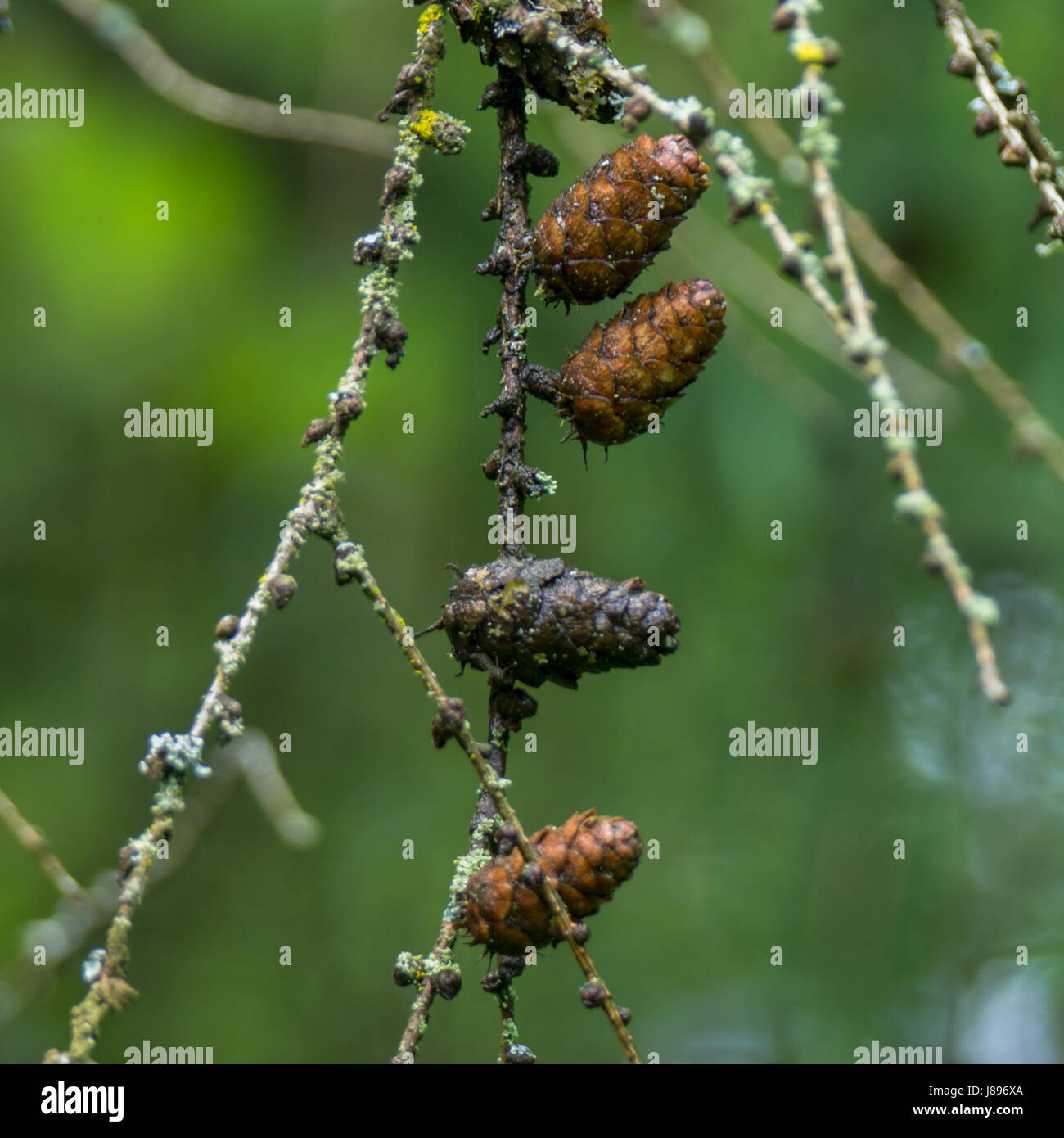 A string of mature seedcones of the Western Larch, or Western Tamarack tree.  Near Lost Lagoon at Stanley Park. Stock Photo
