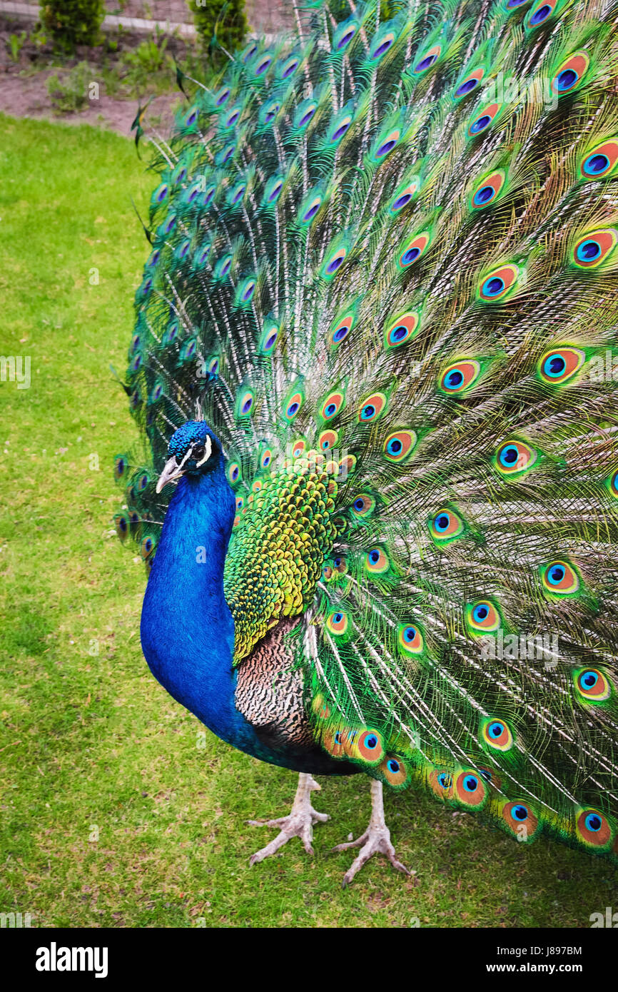 White peacocks hires stock photography and images Alamy