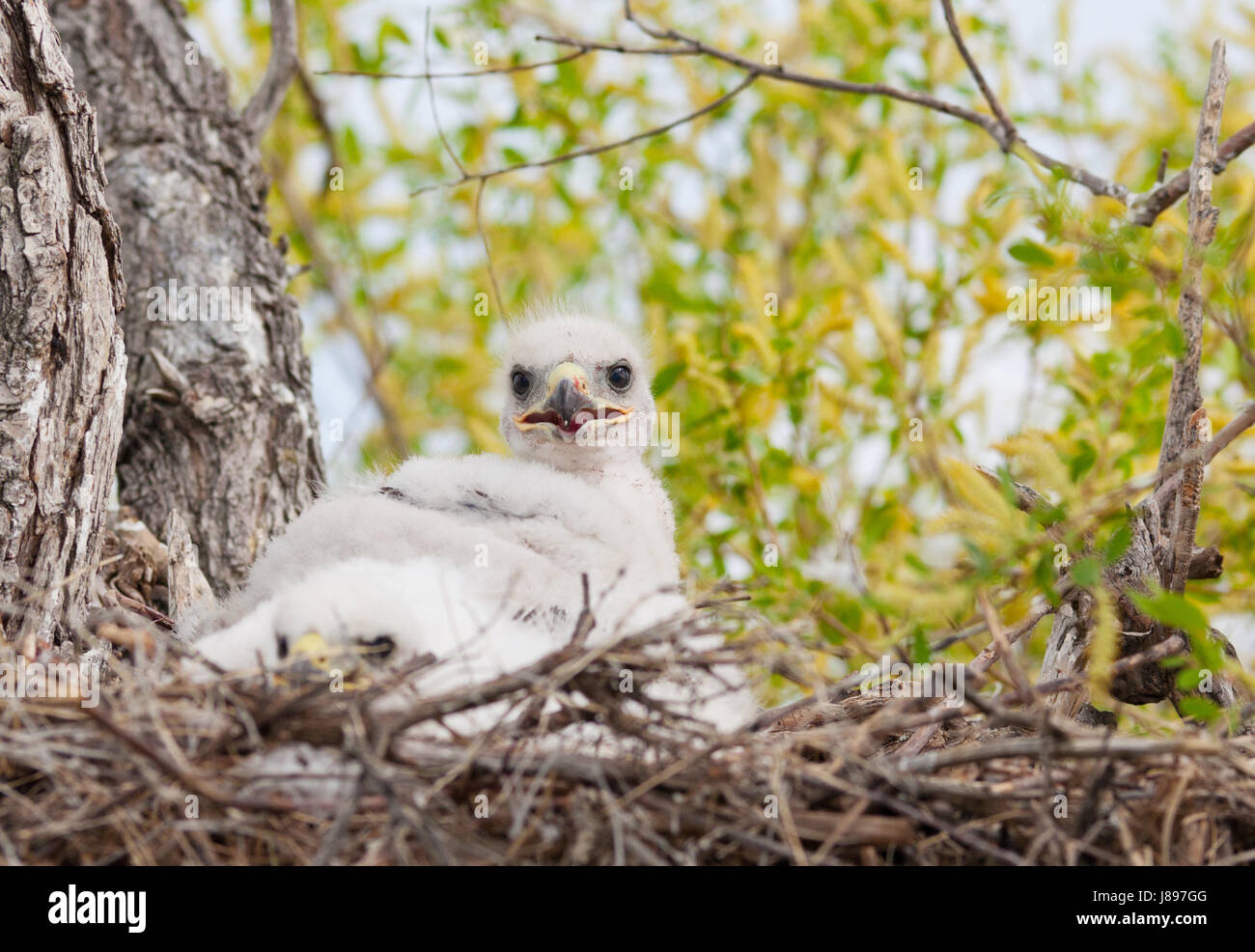 Ferruginous hawk nest hires stock photography and images Alamy