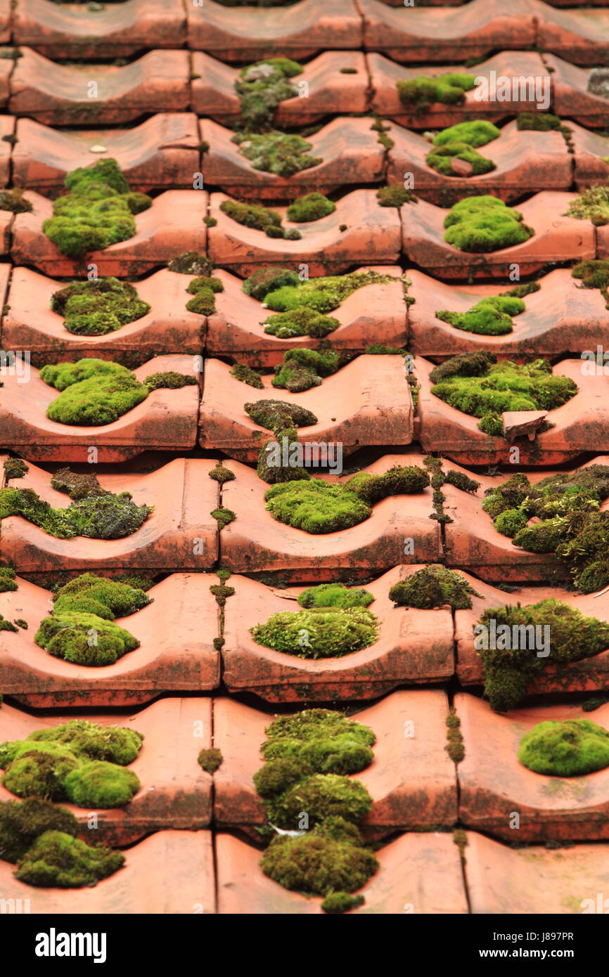 brick, moss, tile, rooftop, green, brick, moss, tile, tiled roof, mossy, Stock Photo