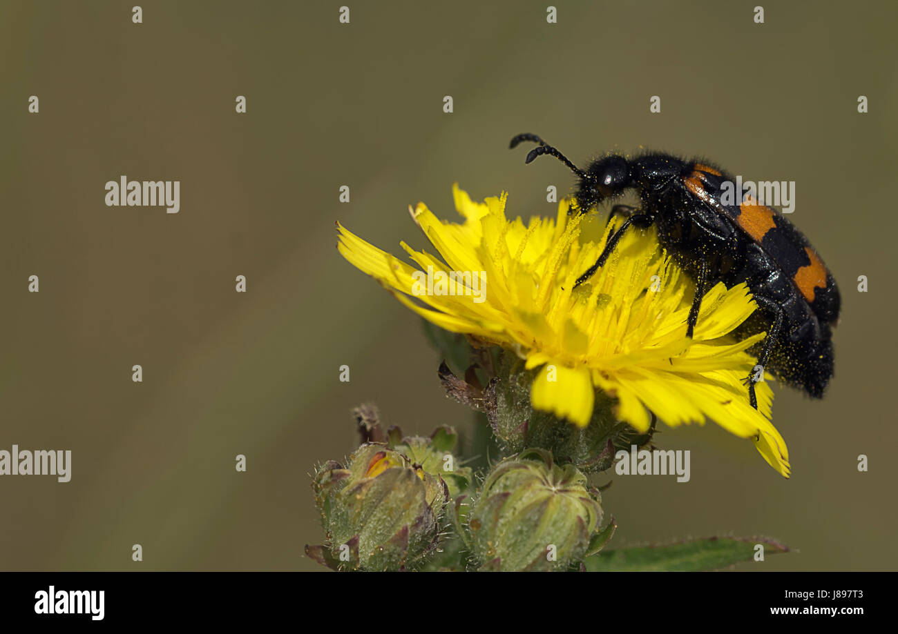 insect, flower, plant, bloom, blossom, flourish, flourishing, beetle, insect, Stock Photo