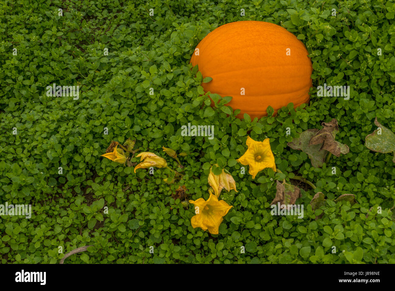 A pumpkin patch in Ladner, BC Stock Photo