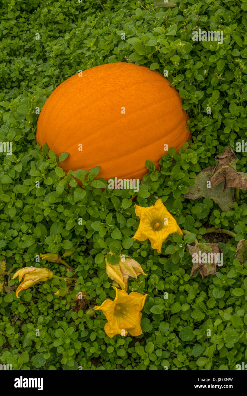A pumpkin patch in Ladner, BC Stock Photo