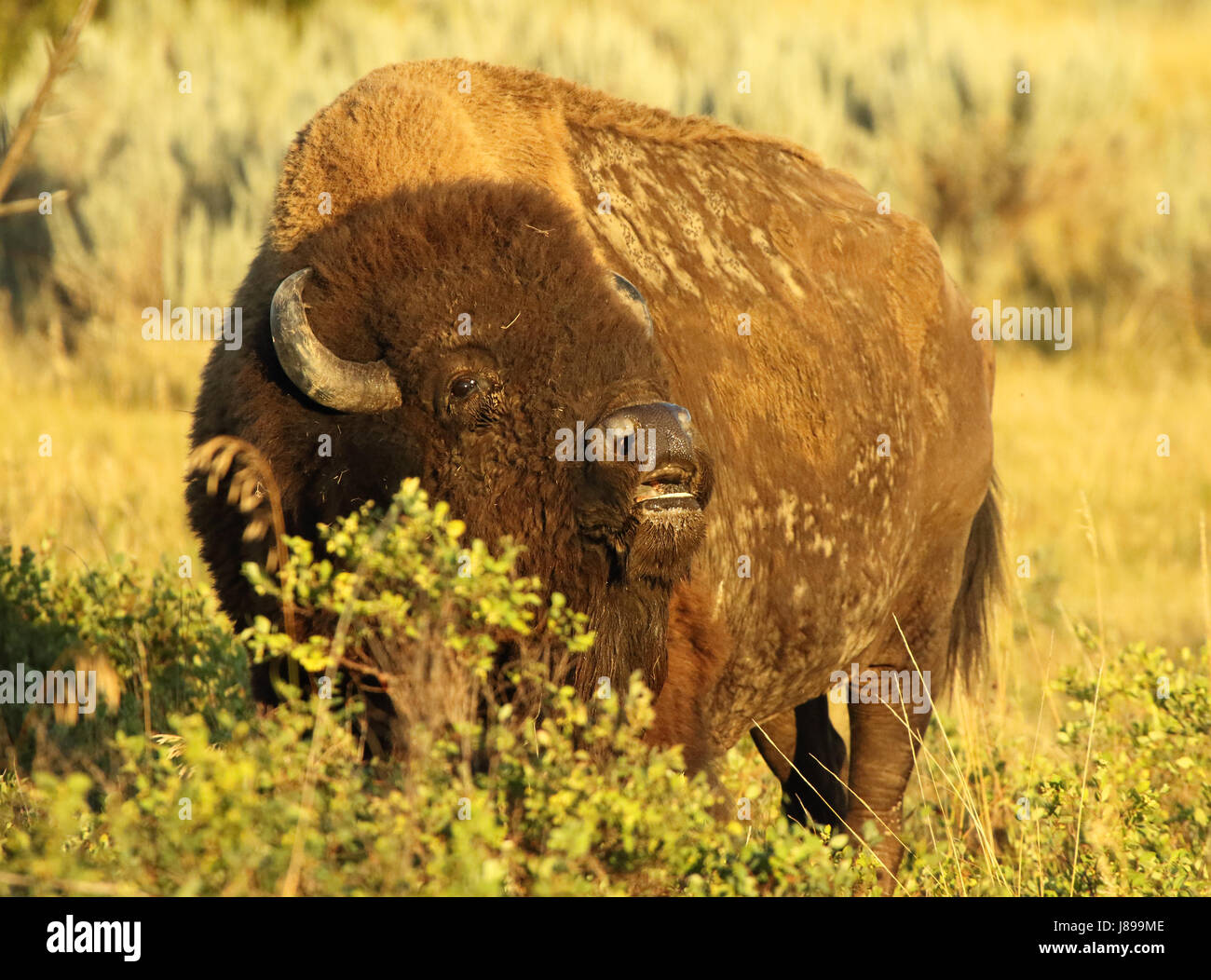 American buffalo north american species of bison hires stock