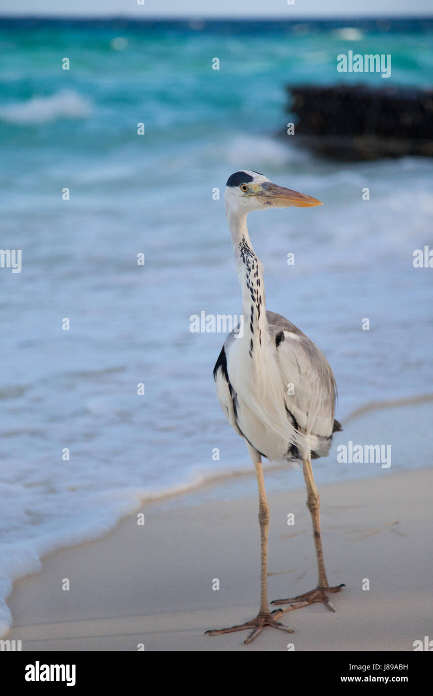 grey heron at the beach Stock Photo