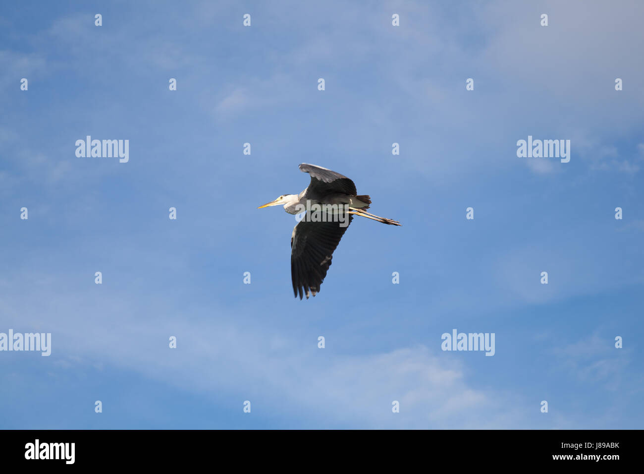 blue heron in flight Stock Photo