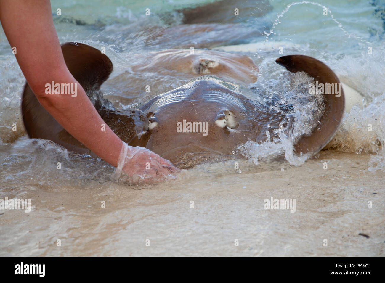 stingray on the beach while feeding Stock Photo