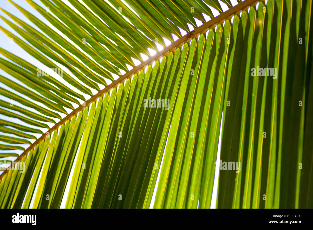palm leaf with translucent sun Stock Photo