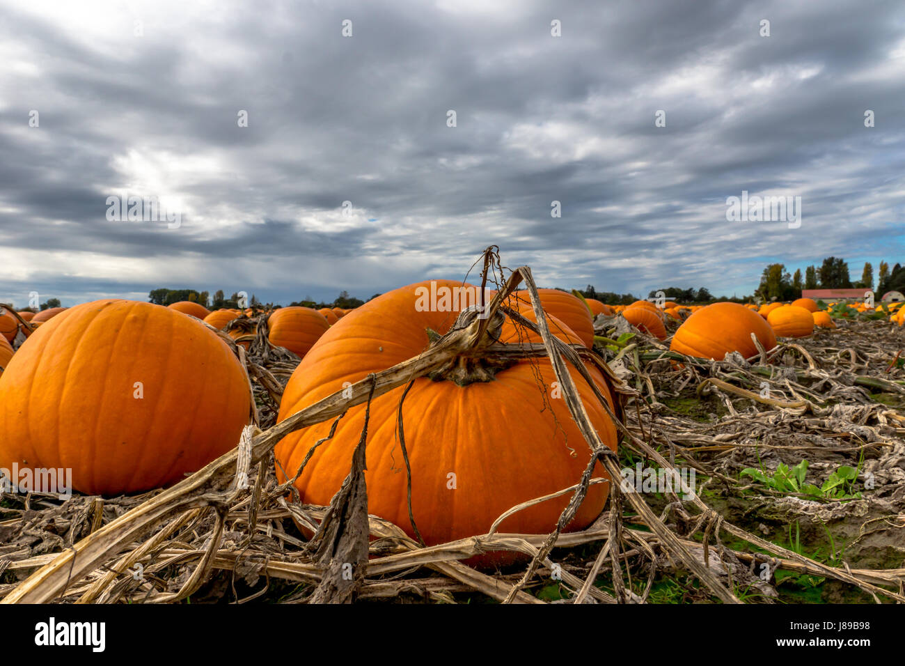 A pumpkin patch on Westham Island Stock Photo - Alamy