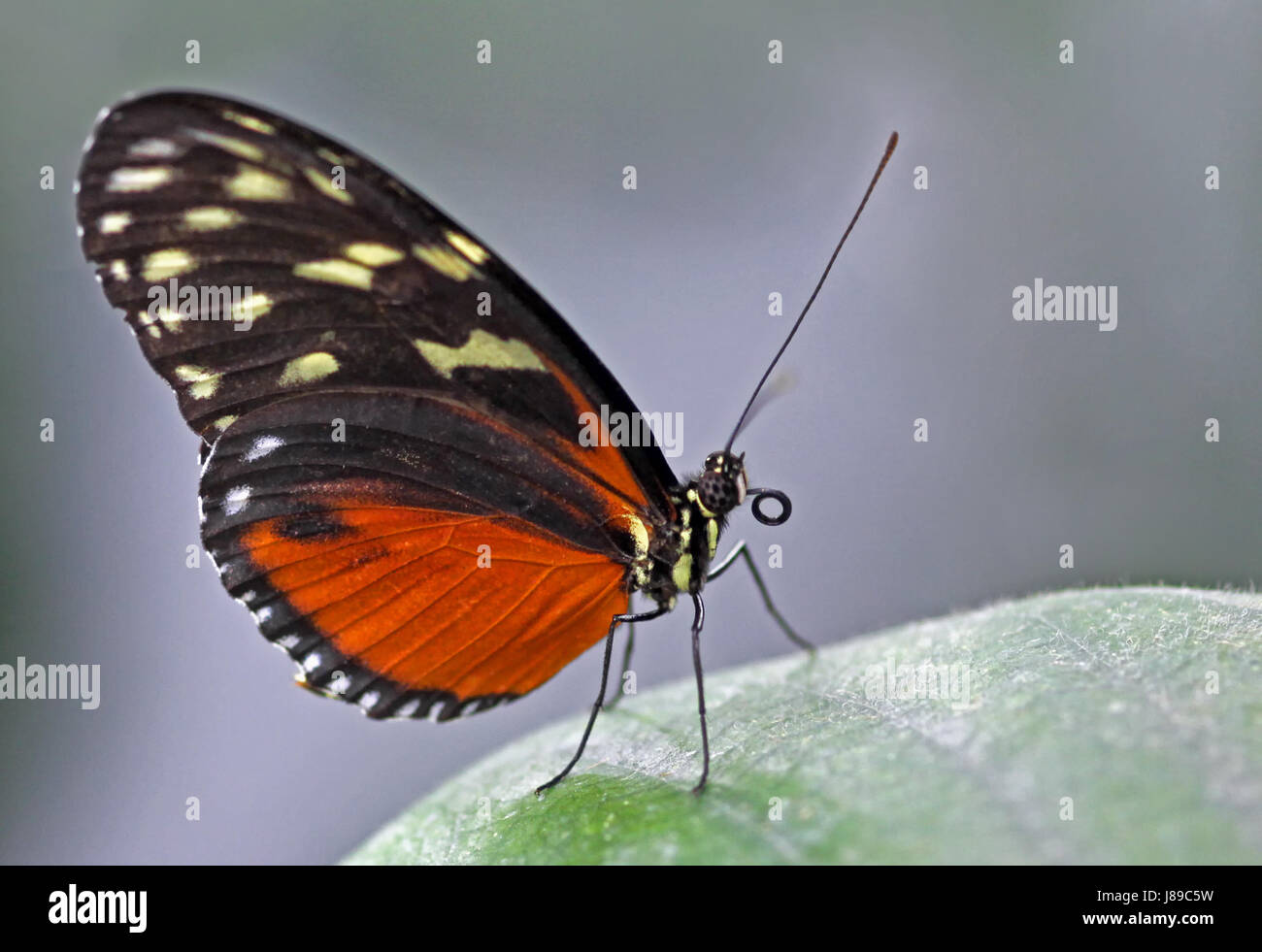 tiger longwing Stock Photo