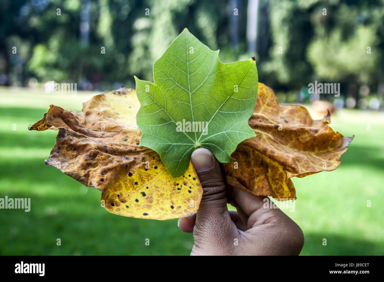 A boy holding leaves in his hand Stock Photo - Alamy