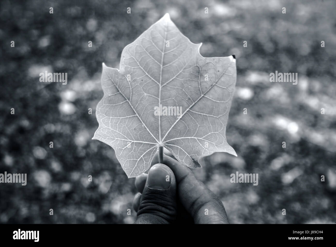 A boy holding a green leaf in his hand Stock Photo - Alamy