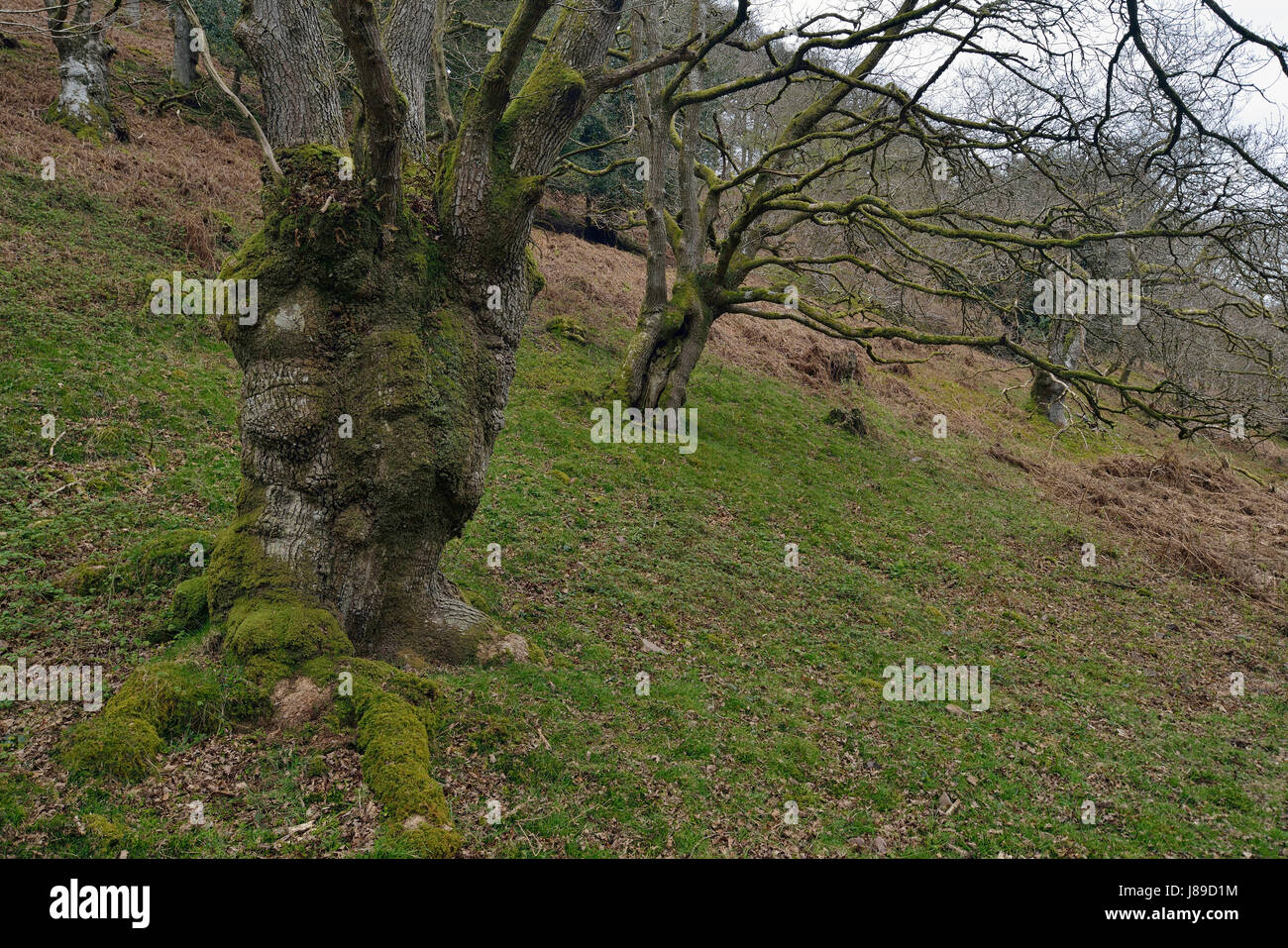 Pollarded Sessile Oak Woodland - Quercus petraea Hodder's Combe, Quantock Hills, Somerset Stock Photo
