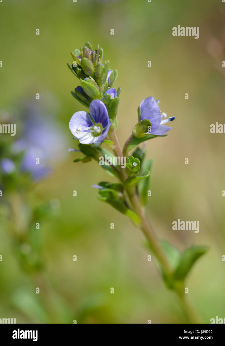 Thymeleaved Speedwell Veronica serpyllifolia Small Blue Wild Flower