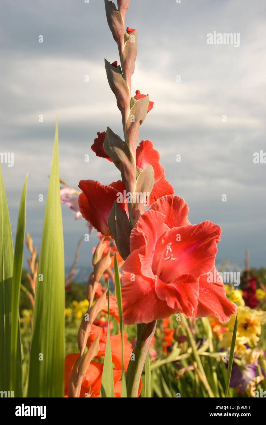 red gladiolus Stock Photo