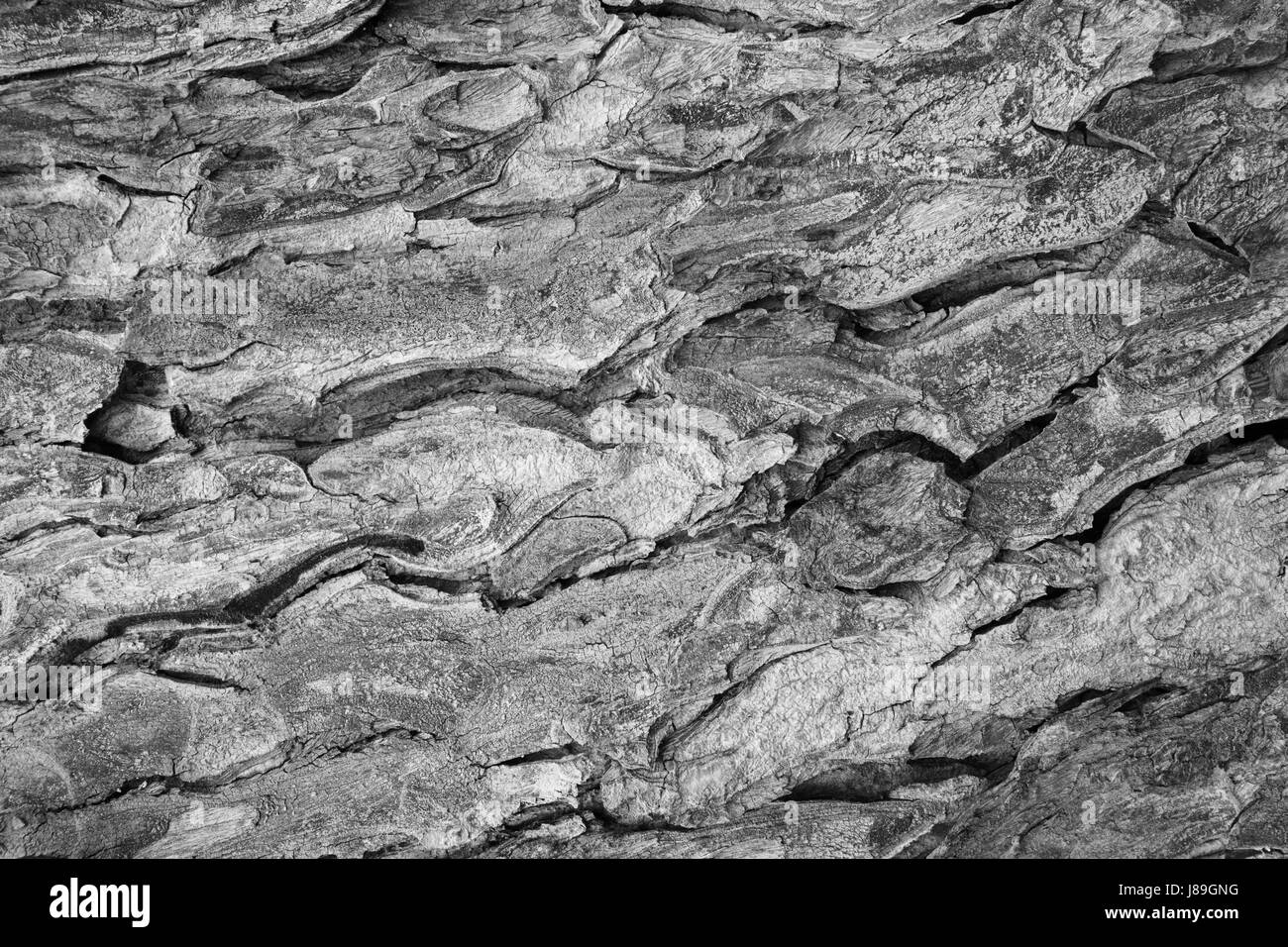 tree bark texture pattern. wood rind for background Stock Photo