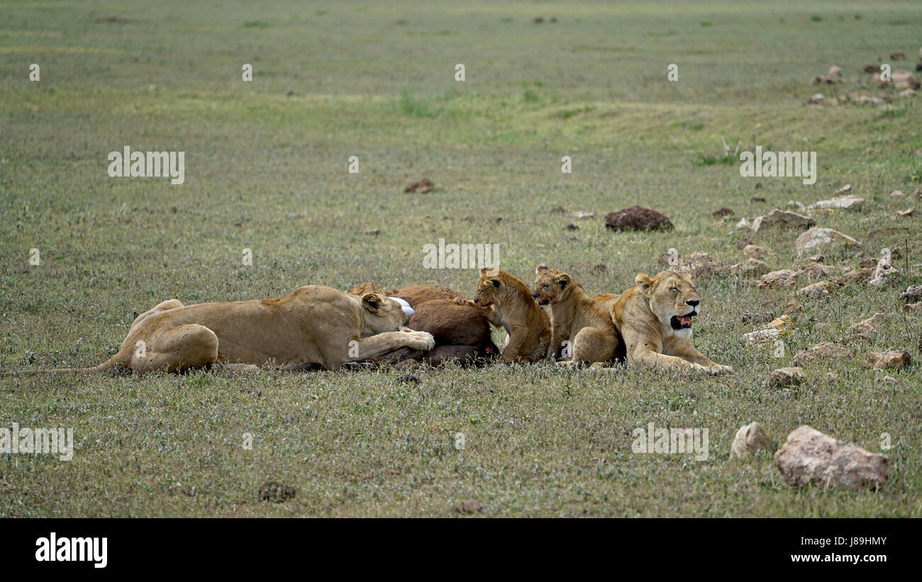 Lions of Ngorongoro Crater, Tanzania Stock Photo