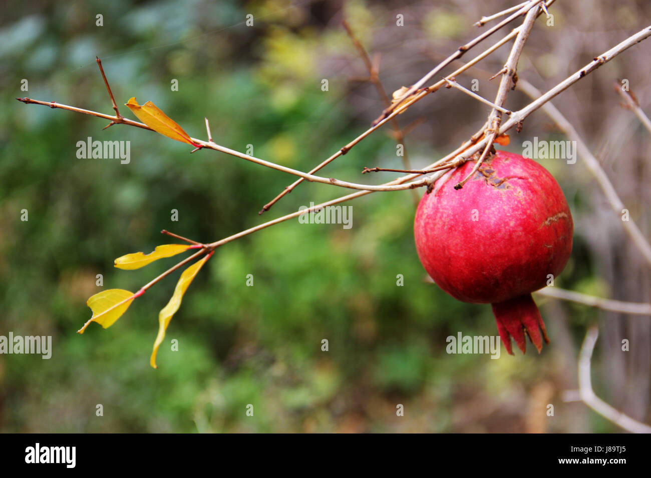 Ripe red pomegranate fruit hanging on a tree branch. Location: Meghri, Armenia Stock Photo