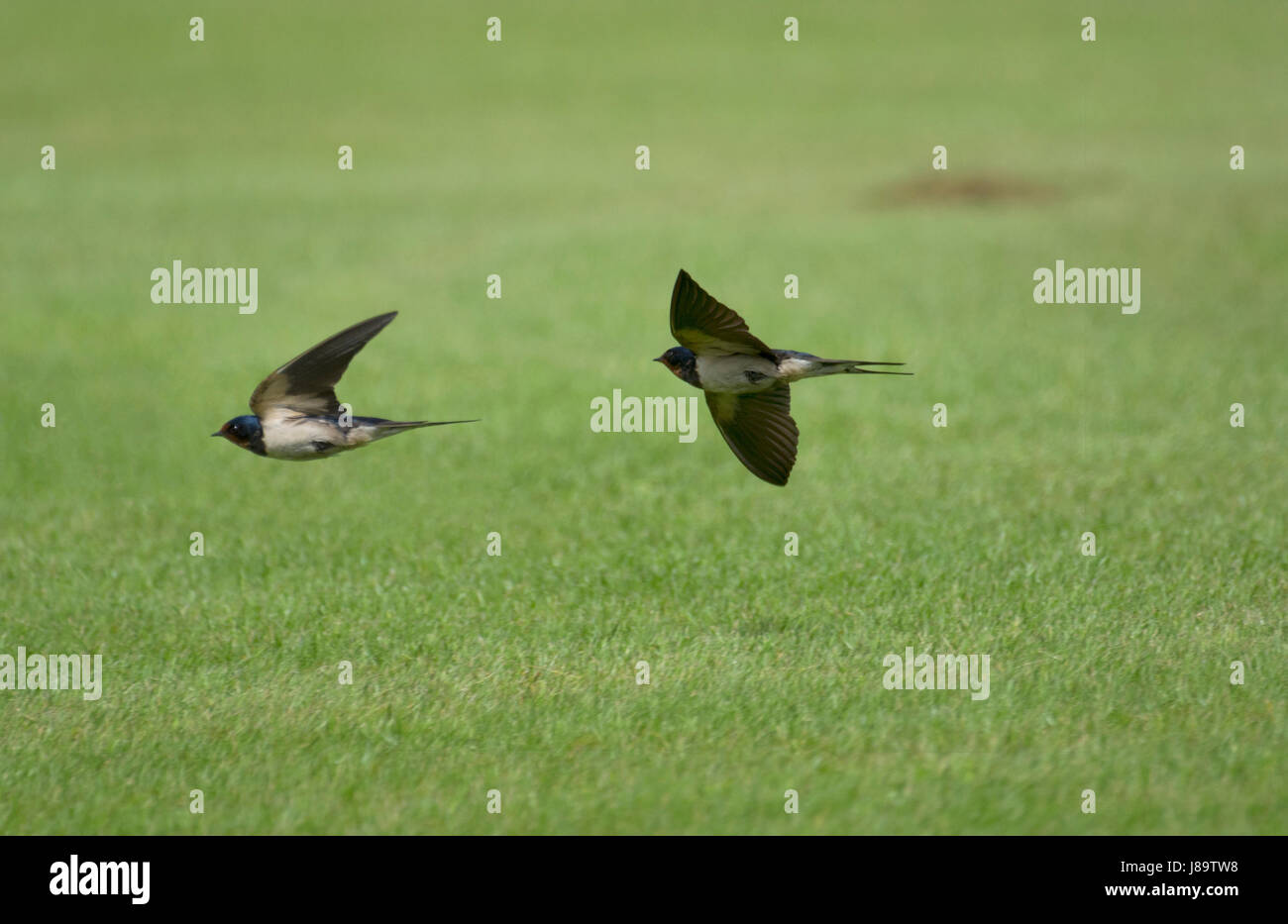 Barn Swallow in flight Stock Photo - Alamy