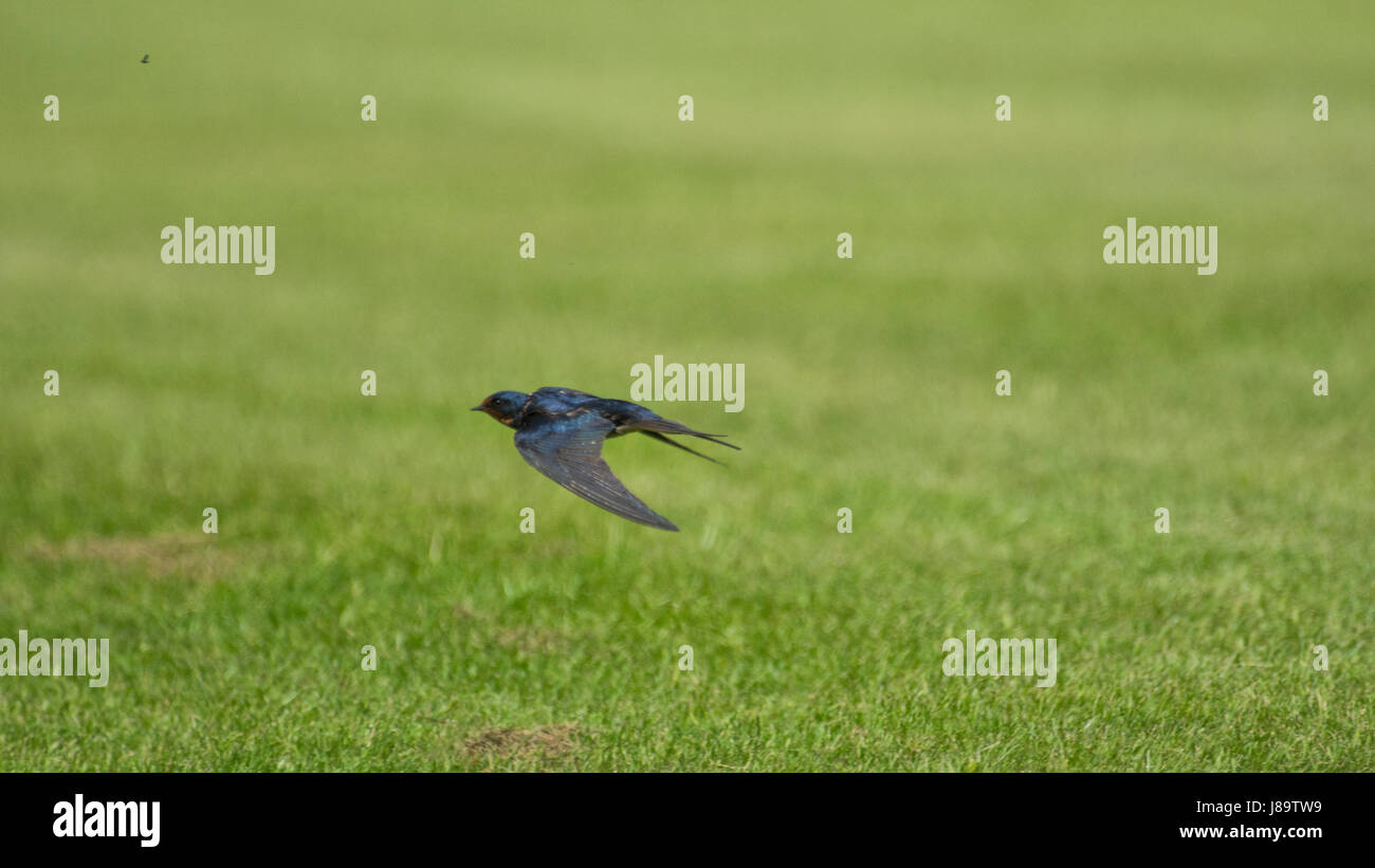 Barn Swallow in flight Stock Photo - Alamy
