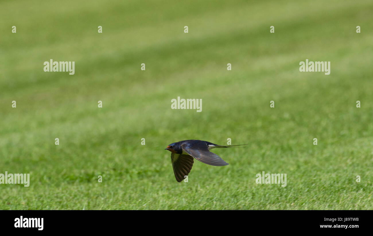 Barn Swallow Flight High Resolution Stock Photography and Images - Alamy