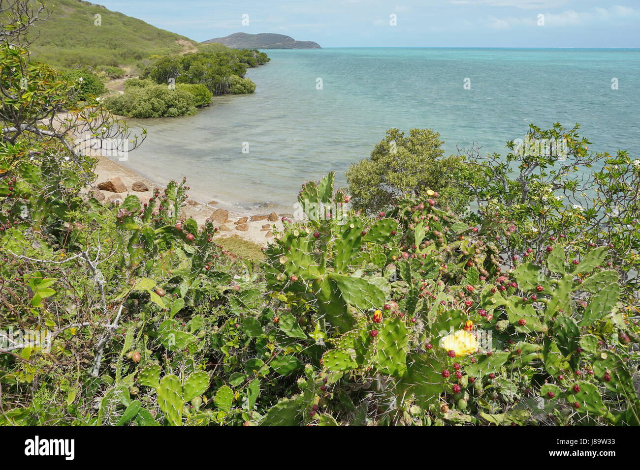Seascape on the lagoon with Opuntia cactus in foreground on the West coast of Grande Terre island near La Foa, New Caledonia, south Pacific ocean Stock Photo
